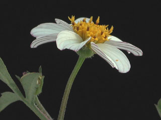 Aceitilla  Asteraceae = Compositae, Bidens odorata Cav