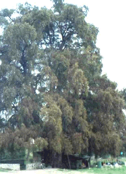 Ahuehuete  Taxodium mucronatum